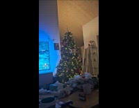 Cat in Christmas tree drop the balls