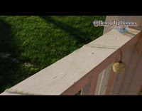 Ants Stop in Place after Lady Knocks