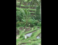 blonde green shirt blends jungle bali