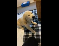 Small brown dog having a sneeze attack 