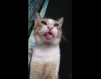 Brown white kitten watches television licks mouth 