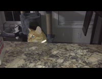 Guy taps counter cat pops up donuts