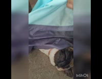 Dog pug under blue blanket play hand