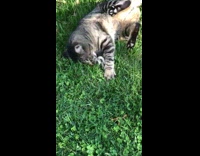 Cat rolls around grass with snake