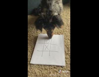 Dog plays tic taco toe with human