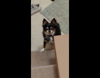 Dog thinks cardboard box is blocking stairs 