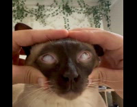 Guy opens cat eyes while sleeping