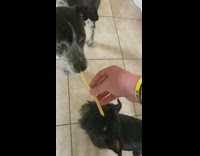 Collab DailyDoseOfInternet - Two dogs split and eat french fry 