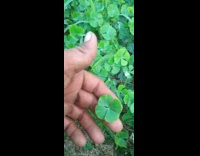 Filmer found some Four Leaf Clover plants