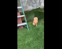 Submitter films three dogs walk on grass