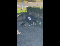 Man poses in front and between the two dumpster near the road