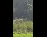 Two deer on backyard stare at people