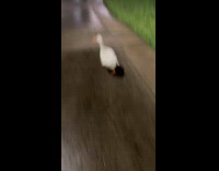 Man chasing random duck on street