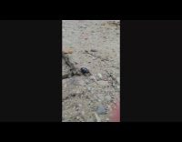 Wild black beetle crawled on the ground towards filmer