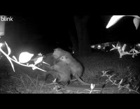 Opossum carrying 4 babies on its back
