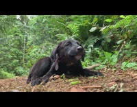 Black puppy dog eats celery food outside 