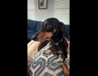 Collab Clips MPUGC - Dogs fur on head licked by other dog 