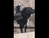 dog getting air blown into his face 