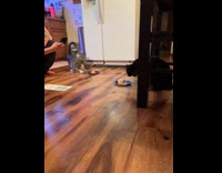 Collab Clips mpugc - Cat wants treat of other cat