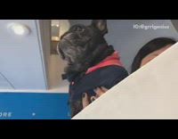 Black French Bulldog Striped Vest Carried Up Stair Railing