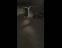 Pet cat fetches and plays with the UNO card that owner throws