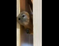 Brown dog looks through gap under closed door 