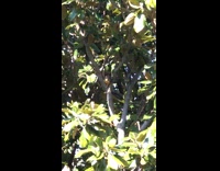 Dog looks up at squirrel in tree 