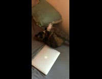 Cat plays with rent paper