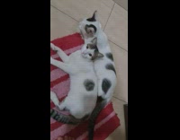 2 cats cuddle on rug 