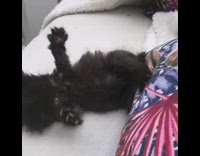 Black kitten cat pushes itself off couch 