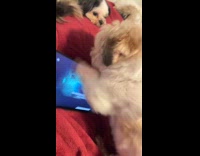 [third party] Dog angry and wants to watch bluey 