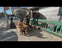 Guy walks multiple dogs of varying sizes  