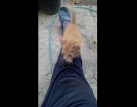 Small orange kitten walks up mans leg 