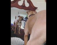 Dog barks at reflection 