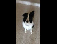 Black white dog tilts head girl go