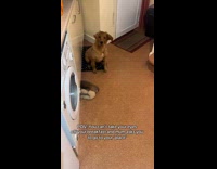 Excited dog hops backwards to spot