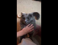Collab BitchMP - Bad cat wont let go bites owners hand and leg