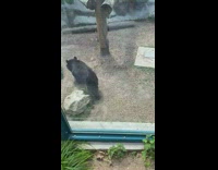 Bear do barrel roll same spot zoo