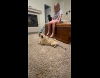 Pug bite toy drag body across carpet