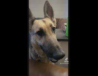 Dog is asked if it will listen says no 