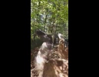 Guy tries to pet llama standing outside  