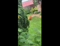Large brown dog smells grass freezes pauses