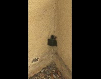 Small turtle climbs outside stair stucco