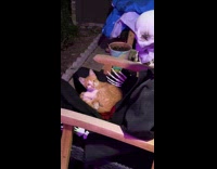 Collab Clips MPUGC - Orange cat with skeleton decoration