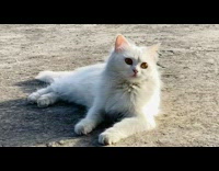 White cat laying down outside looks around 