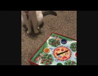 Cat play board game spin arrow apples