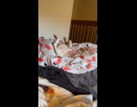 Dog rolling on bed makes funny strange sound