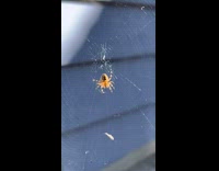 Spider Prey Meal Slips off its Pedipalp