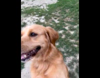 Dog jumps to owner likes play fetch