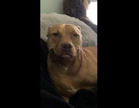 Collab BitchMP - Brown dog smiling funny face